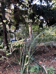 Anethum graveolens
