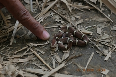 Oligodon purpurascens