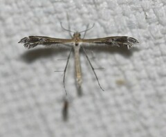 Stangeia xerodes