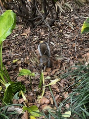 Sciurus carolinensis