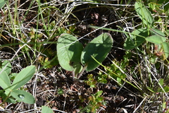 Arnica cordifolia