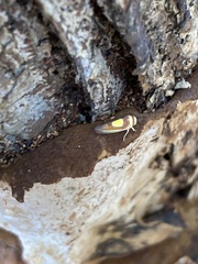 Colladonus clitellarius