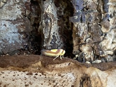 Colladonus clitellarius