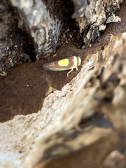 Colladonus clitellarius