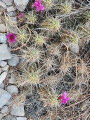Echinocereus enneacanthus enneacanthus