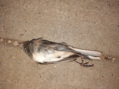 Junco hyemalis