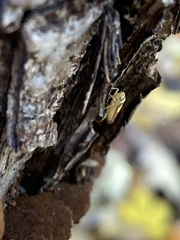 Colladonus clitellarius