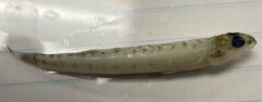 Ammocrypta vivax