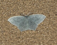 Maxates centrophylla