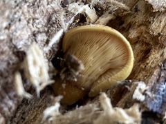 Sarcomyxa serotina