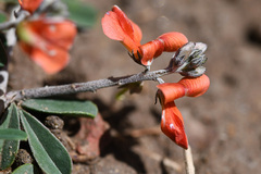 Indigofera sessilifolia