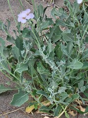 Nerisyrenia camporum