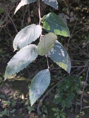 Planera aquatica