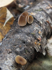 Schizophyllum amplum