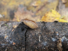 Schizophyllum amplum