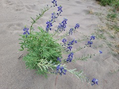 Lupinus havardii