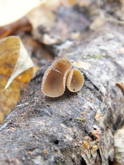 Schizophyllum amplum