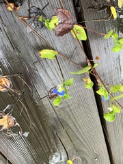 Commelina communis