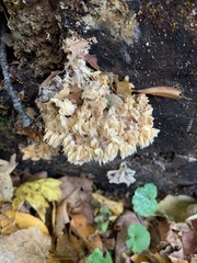 Hericium coralloides