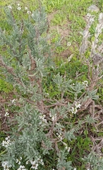 Lavandula