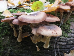 Armillaria cepistipes