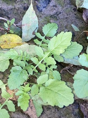 Rorippa sessiliflora