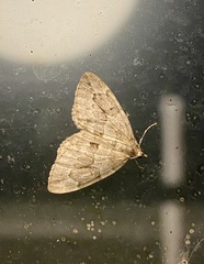 Thera juniperata