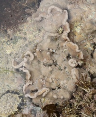 Lithophyllum incrustans