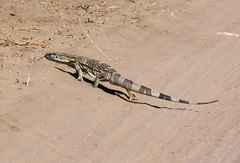 Varanus albigularis albigularis