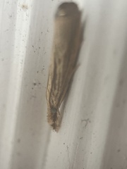 Agriphila
