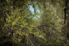 Cercocarpus ledifolius