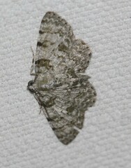 Dyscheralcis crimnodes