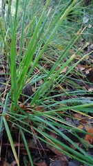 Melica uniflora