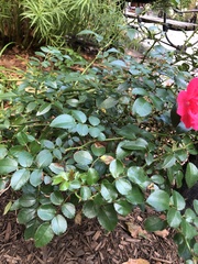 Rosa lucieae