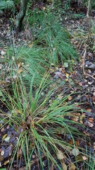 Melica uniflora