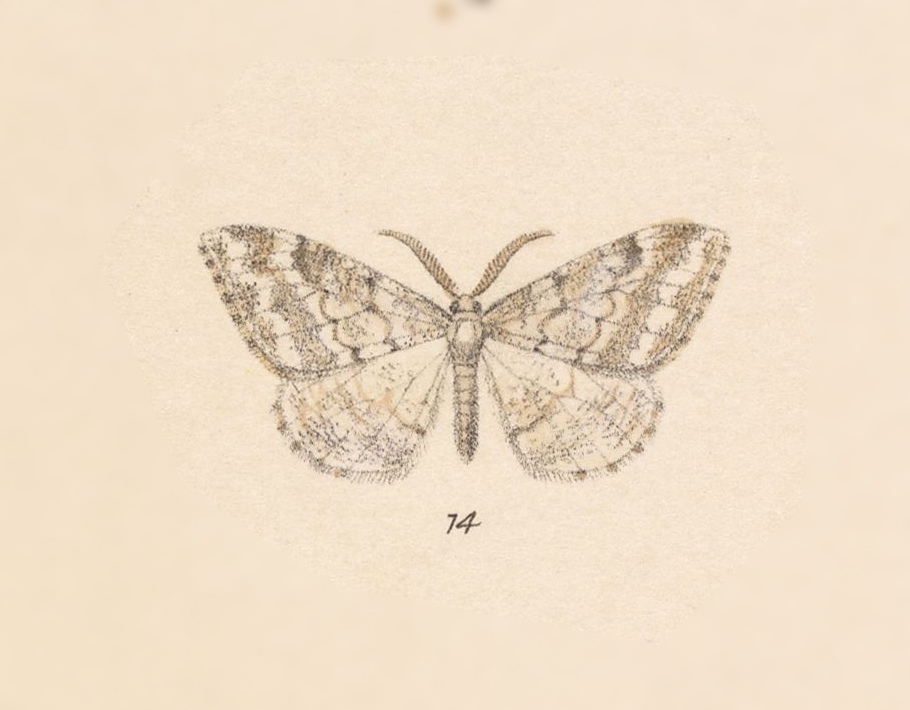 Larentia core