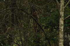 Alouatta guariba