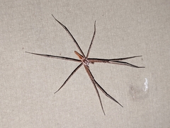 Euprosthenops