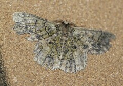 Hypodoxa emiliaria