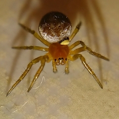 Araniella displicata