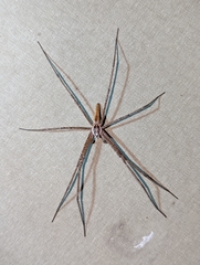 Euprosthenops