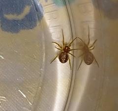 Araniella displicata