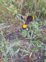 Macroptilium atropurpureum