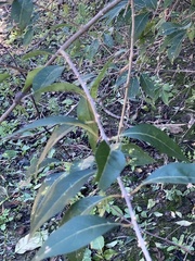 Forestiera acuminata