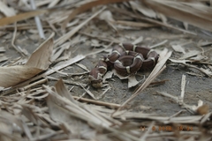 Oligodon purpurascens