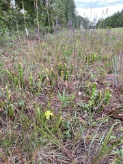 Sarracenia minor