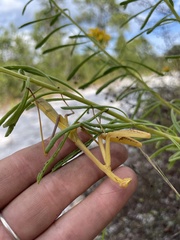 Stagmomantis floridensis