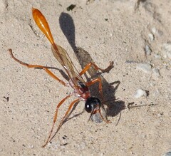Ammophila