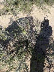 Sarcomphalus obtusifolius