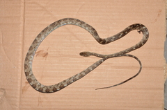 Siphlophis longicaudatus